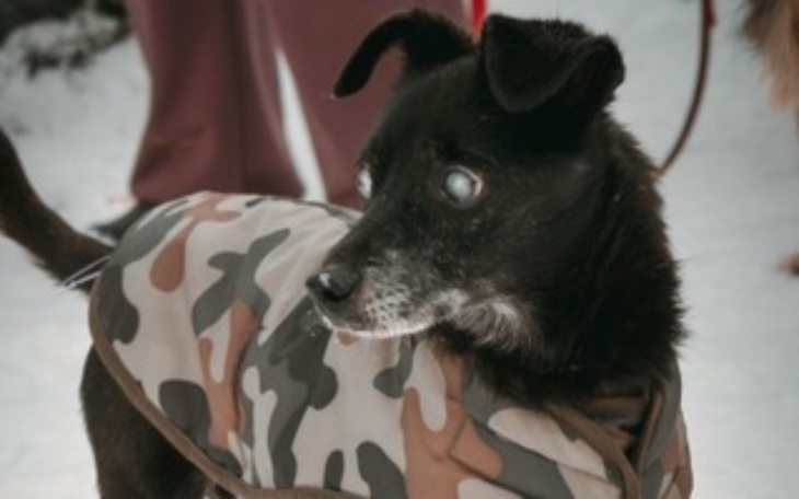 Zbiórka Faktura za leczenie kosmusiów - zdjęcie główne