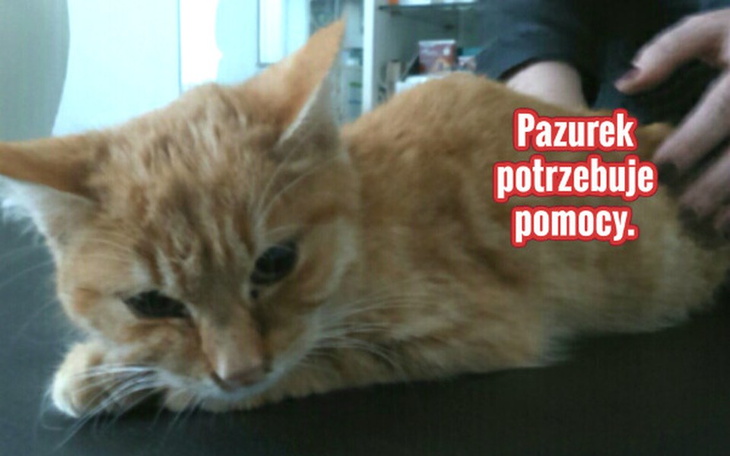 Zbiórka Pomoc dla Pazurka. - zdjęcie główne