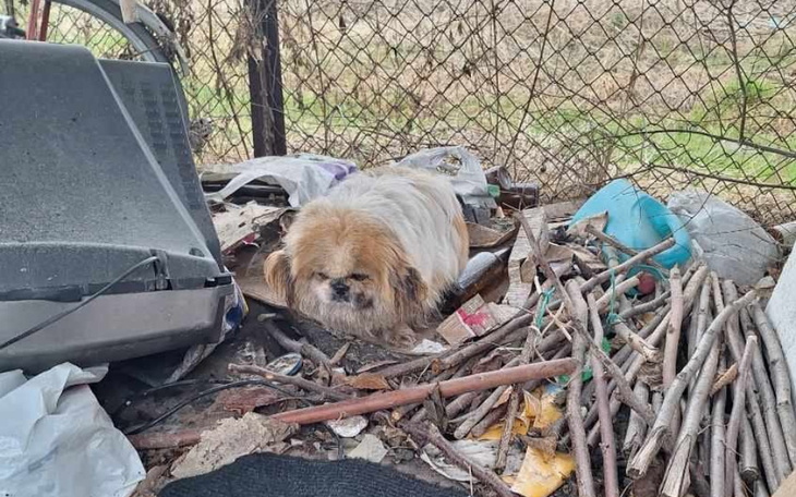 Pies siedzący wśród śmieci, wygląda na zagubionego.