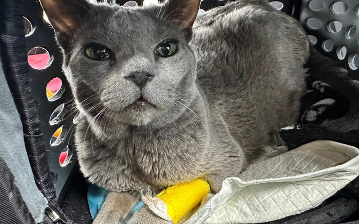 Zbiórka Zbiórka leczenie kota z anemią - zdjęcie główne