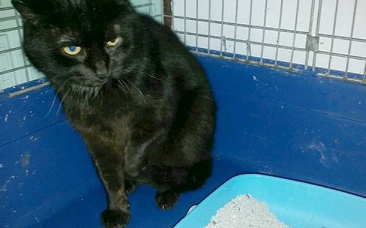 Zbiórka Behemot zbiera na operację łapki - zdjęcie główne