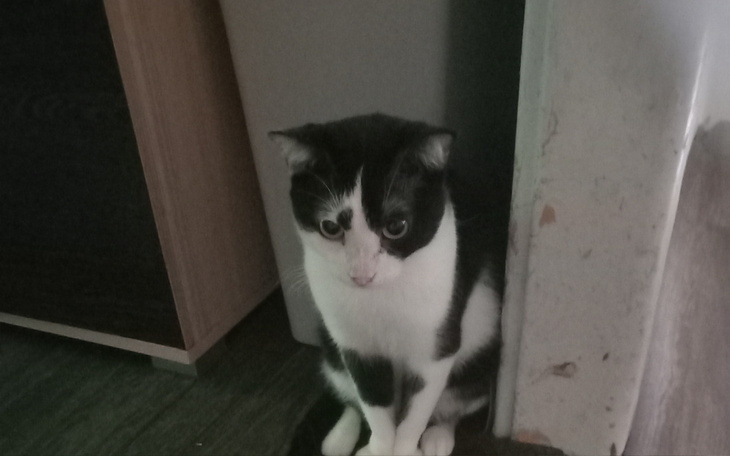 Kot siedzący obok ściany, wygląda na zmartwionego.