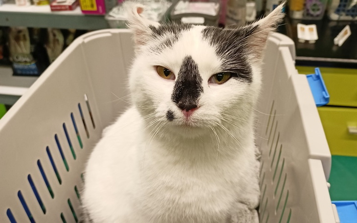 Zbiórka Utrzymanie podopiecznych w DT - zdjęcie główne