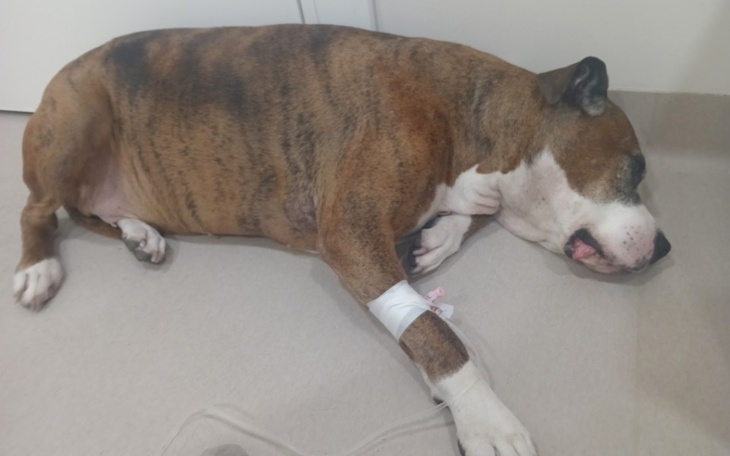 Duży pies leżący na podłodze, odpoczywający po zabiegu.