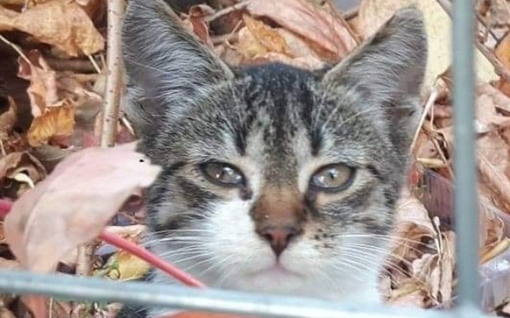 Zbiórka Na karmę dla bezdomnych kotów - zdjęcie główne