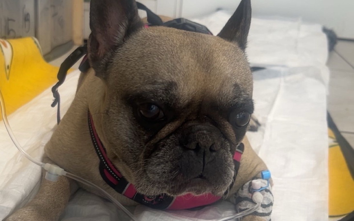 Chora buldog francuski w klinice weterynaryjnej.