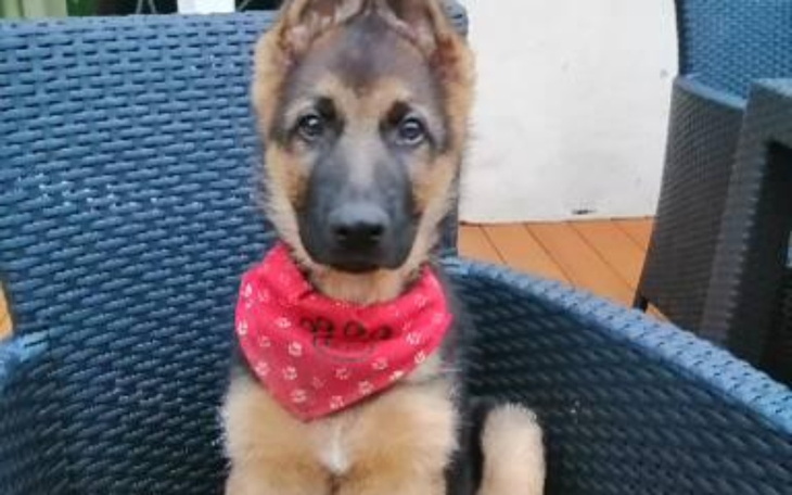 Zbiórka Operacja pieska o imieniu sernik - zdjęcie główne