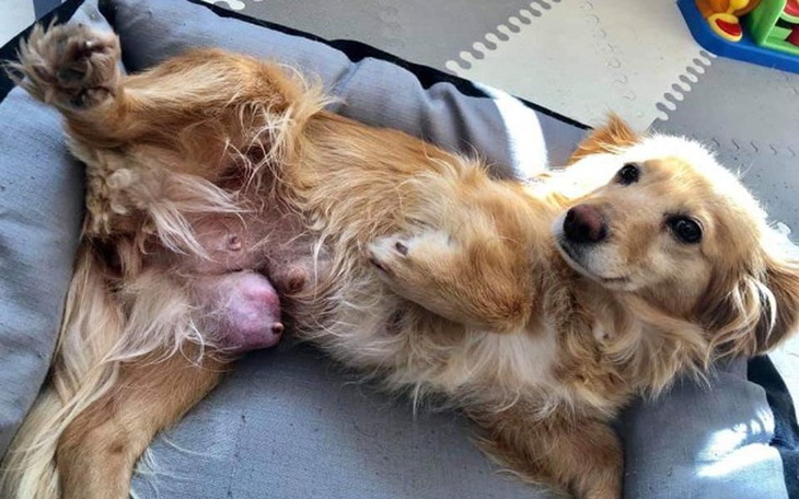 Zbiórka Na pomoc suni z nowotworem - zdjęcie główne