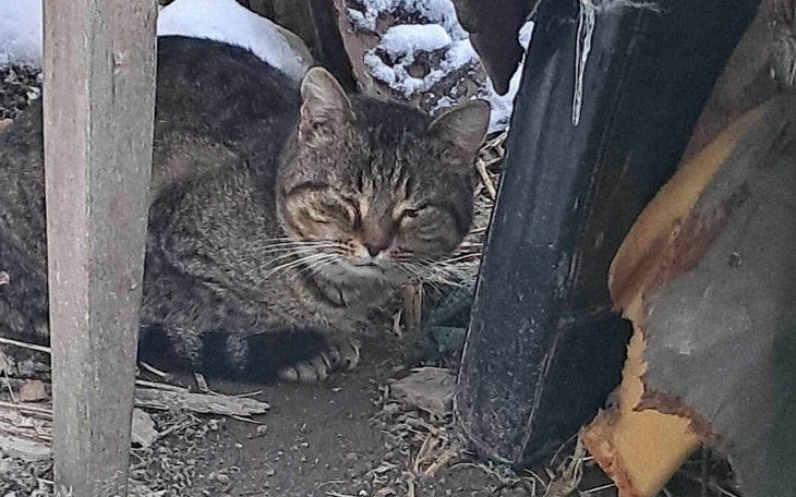 Kot siedzący w cieniu, z wyrazem spokojnej ciekawości.