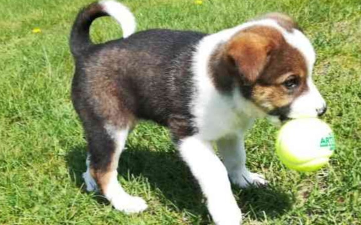 Zbiórka PrezentyDlaBliskich,marzenia,... - zdjęcie główne