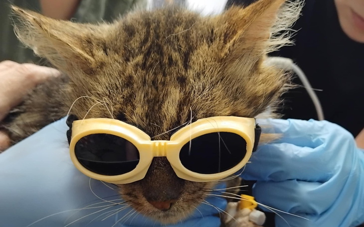 Kot w okularach przeciwsłonecznych, wyglądający zabawnie.