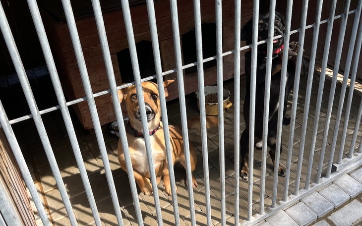 Zbiórka Na karmy dla schroniska - zdjęcie główne