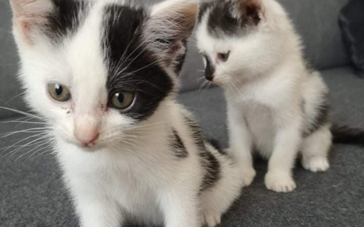 Zbiórka Pomoc dla OTOZ Jasło - zdjęcie główne