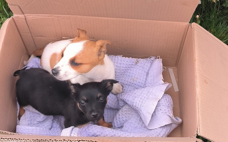 Zbiórka Transport porzuconych sierot - zdjęcie główne