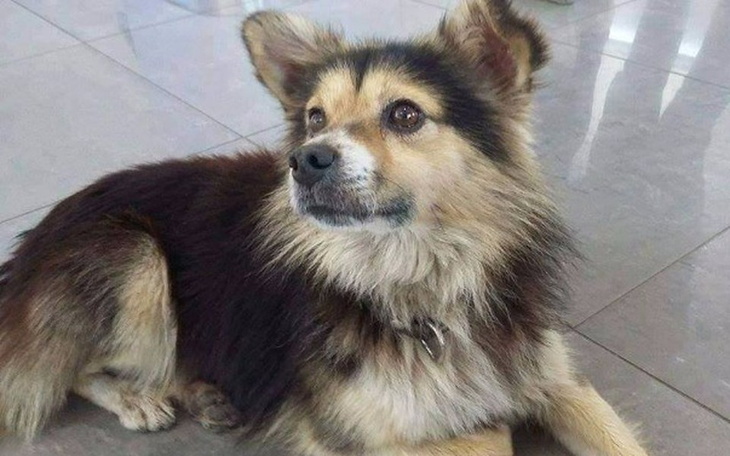 Zbiórka Ciapuś po przejściach - zdjęcie główne