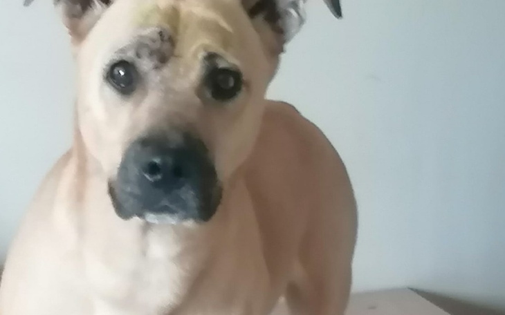 Zbiórka Walka o życie i zdrowie Pio - zdjęcie główne