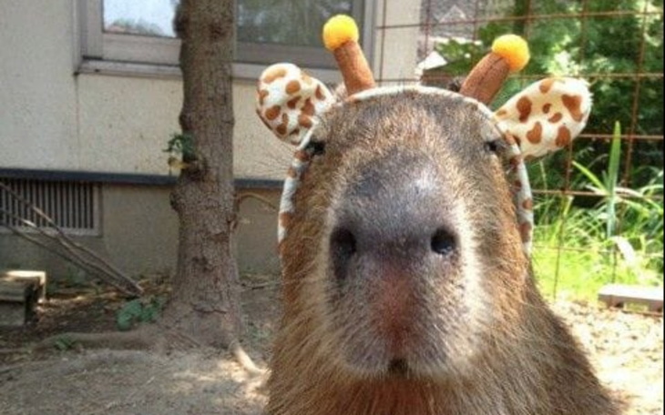 Zbiórka na pomoc kapibarą - zdjęcie główne