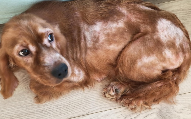 Pies rasy cocker spaniel leży na podłodze, wygląda na zmartwionego.