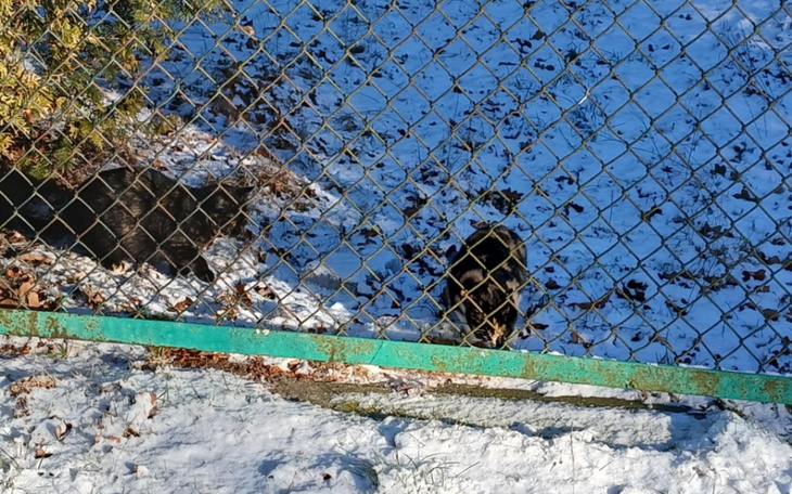 Dwa koty bawiące się na śniegu, za ogrodzeniem z siatki.