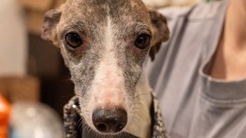 Zbiórka Whippety z interwencji- leczenie - miniaturka zdjęcia