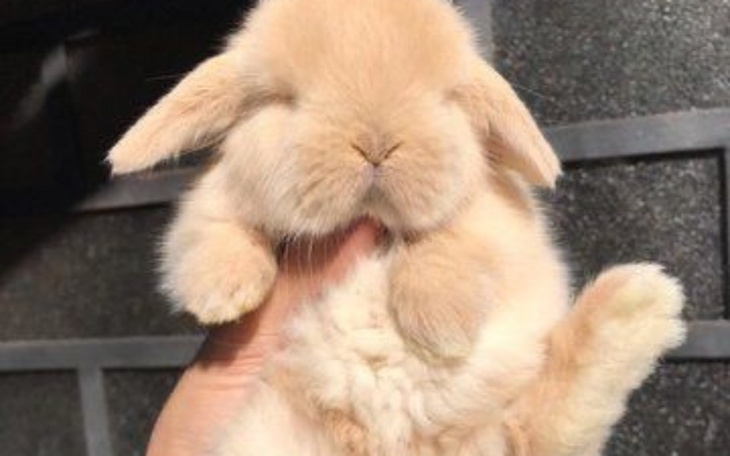 Zbiórka zzbieram na królika - zdjęcie główne