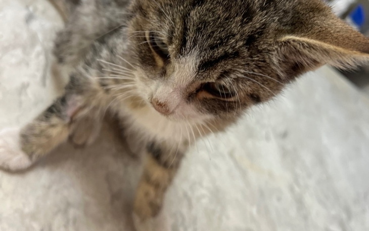 Mały kotek siedzący na podłodze, z zamyślonym wyrazem twarzy.