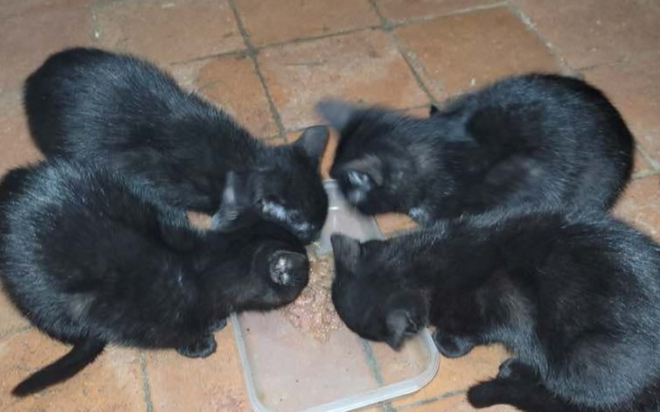 Zbiórka 4 kotki u pijaków - zdjęcie główne