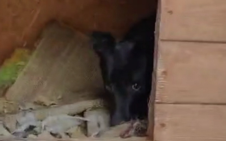 Czarny pies spoglądający z budy, otoczony poduszkami.