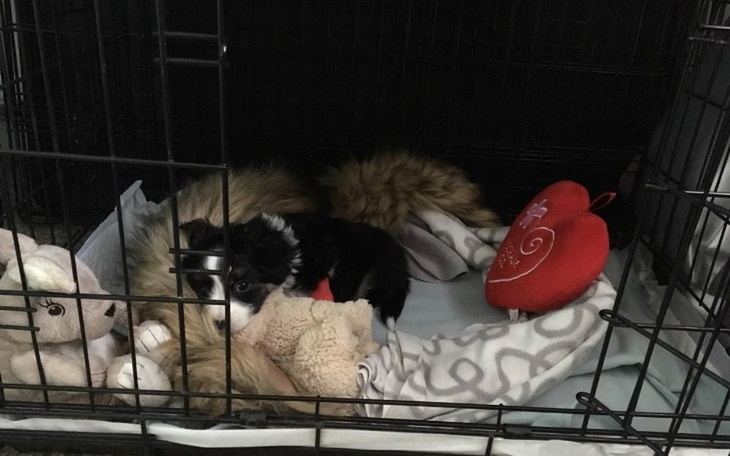 Zbiórka Walka maleństwa z parwowirozą - zdjęcie główne