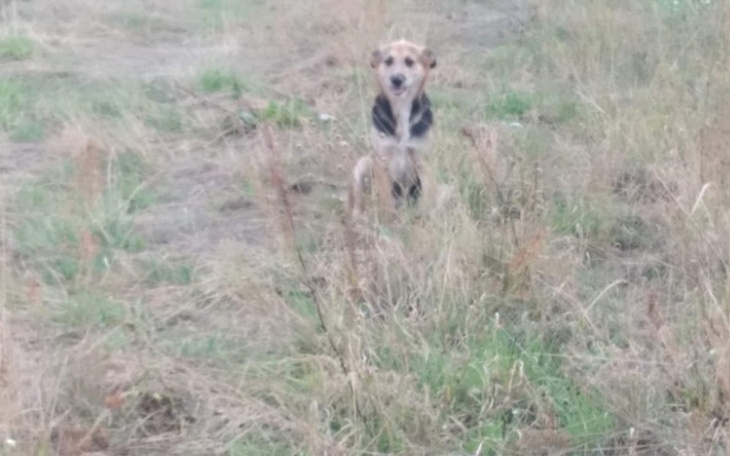 Zbiórka Zakończmy rozród dzikich psów - zdjęcie główne