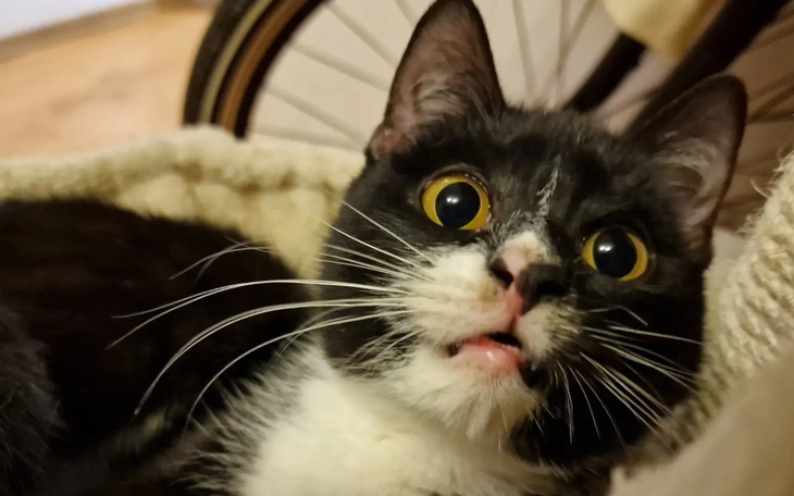 Zbiórka Na leczenie kiwaczki Ping - zdjęcie główne