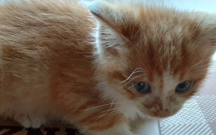 Zbiórka Napelnij im miski - zdjęcie główne