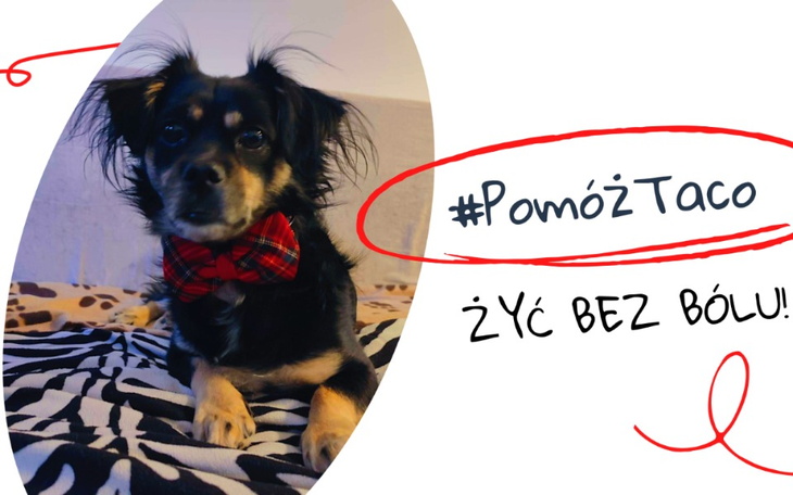 Zbiórka na operacje łapki Taco - zdjęcie główne