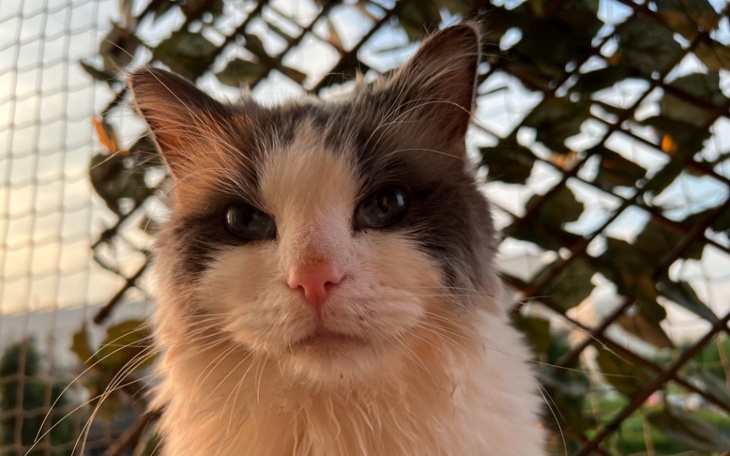 Zbiórka Feluś tak bardzo chce żyć... - zdjęcie główne