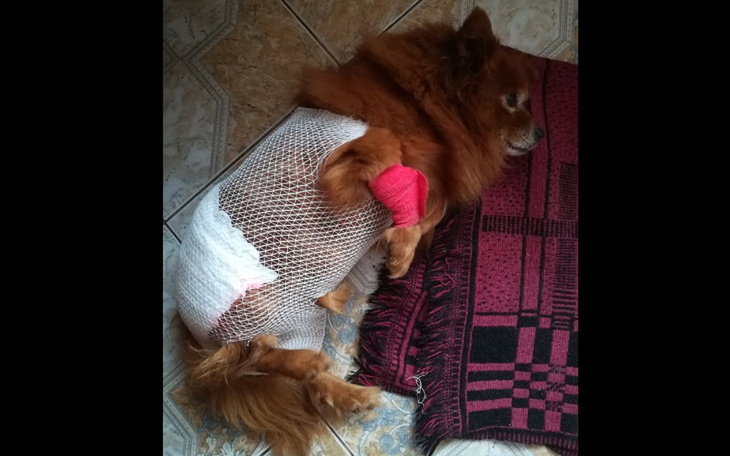 Zbiórka Piesek Snapi potrzebuje pomocy - zdjęcie główne