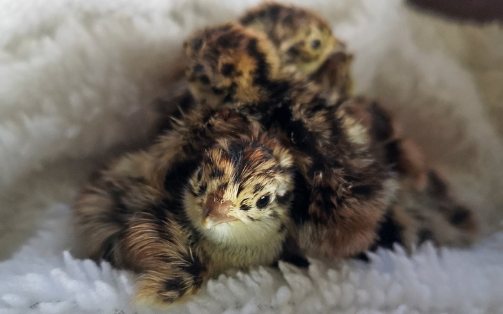 Zbiórka Woliera dla uratowanych kuropatw - zdjęcie główne