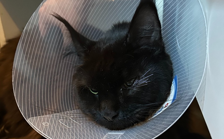 Zbiórka Ratujmy oko Omegi - zdjęcie główne