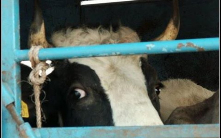 Krowa patrzy przez kratę, z ciekawym wyrazem oczu.