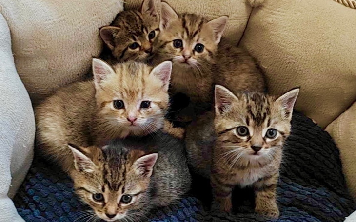 Zbiórka Zbiorka dla Fundacji Felineus - zdjęcie główne