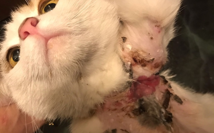 Zbiórka WrośniętaObrożaKotkaProsiOPomoc - zdjęcie główne