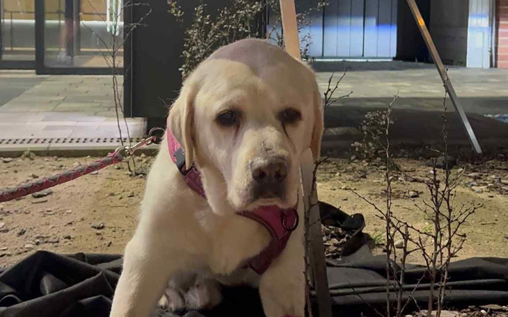 Labrador siedzący na zewnątrz, z wyrazem smutku.