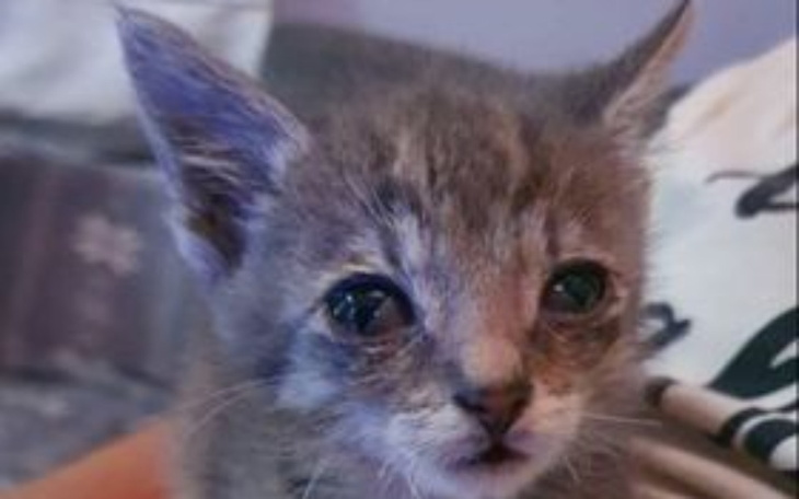 Zbiórka Maniuś bez łapki zbiera na lecze - zdjęcie główne