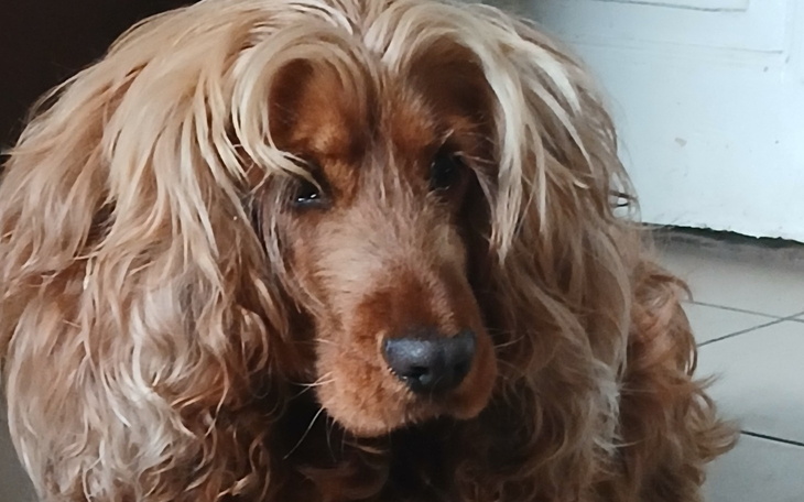 Pies z długą, kręconą sierścią, patrzący w obiektyw.