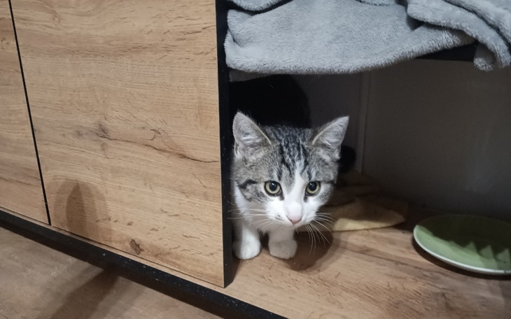 Zbiórka Dzień kota w azylu - zdjęcie główne