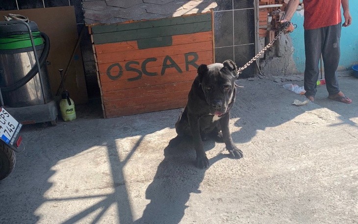 Zbiórka Na hotel dla Oskara i Cezara - zdjęcie główne