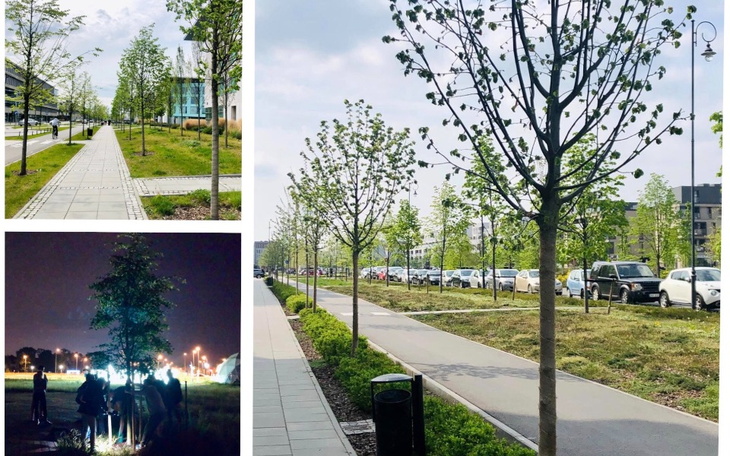 Zbiórka Sadzimy drzewa w Wilanowie - zdjęcie główne