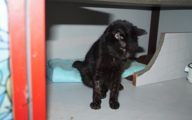 Zbiórka Styczniowe leczenie kotów - zdjęcie główne