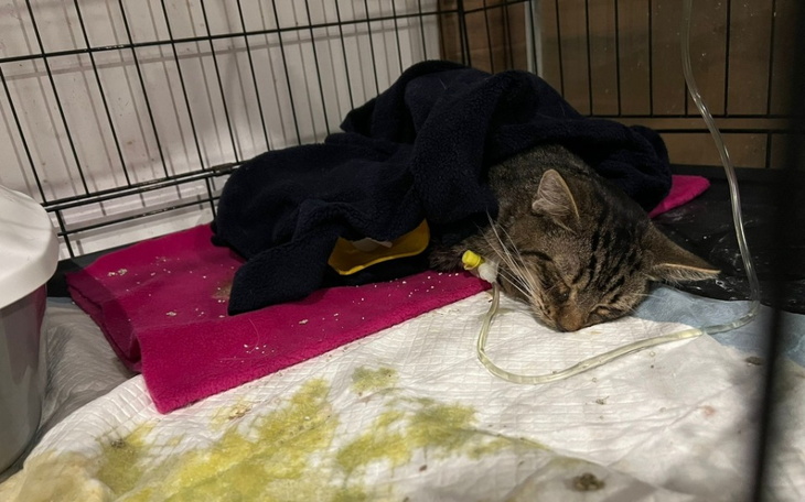 Zbiórka Śmiertelny wirus zabiera kociaki - zdjęcie główne