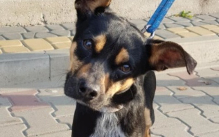 Zbiórka Wspomagany przytulisko - zdjęcie główne