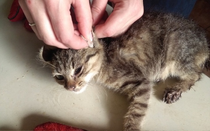 Zbiórka Życie kota z krzaków trudne jest - zdjęcie główne